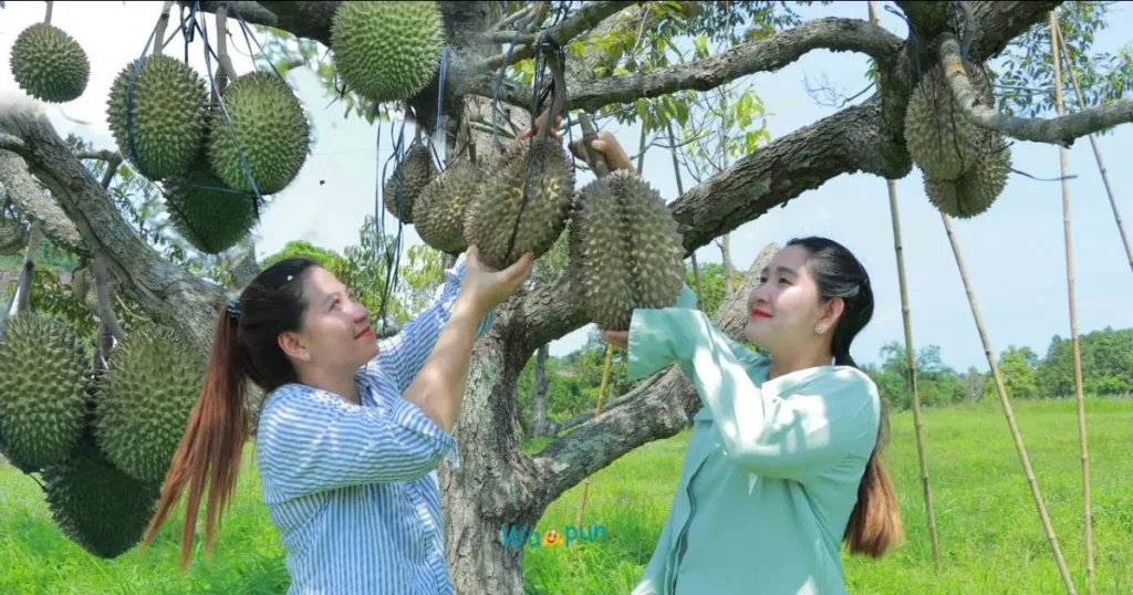 Durian Puns One Liners