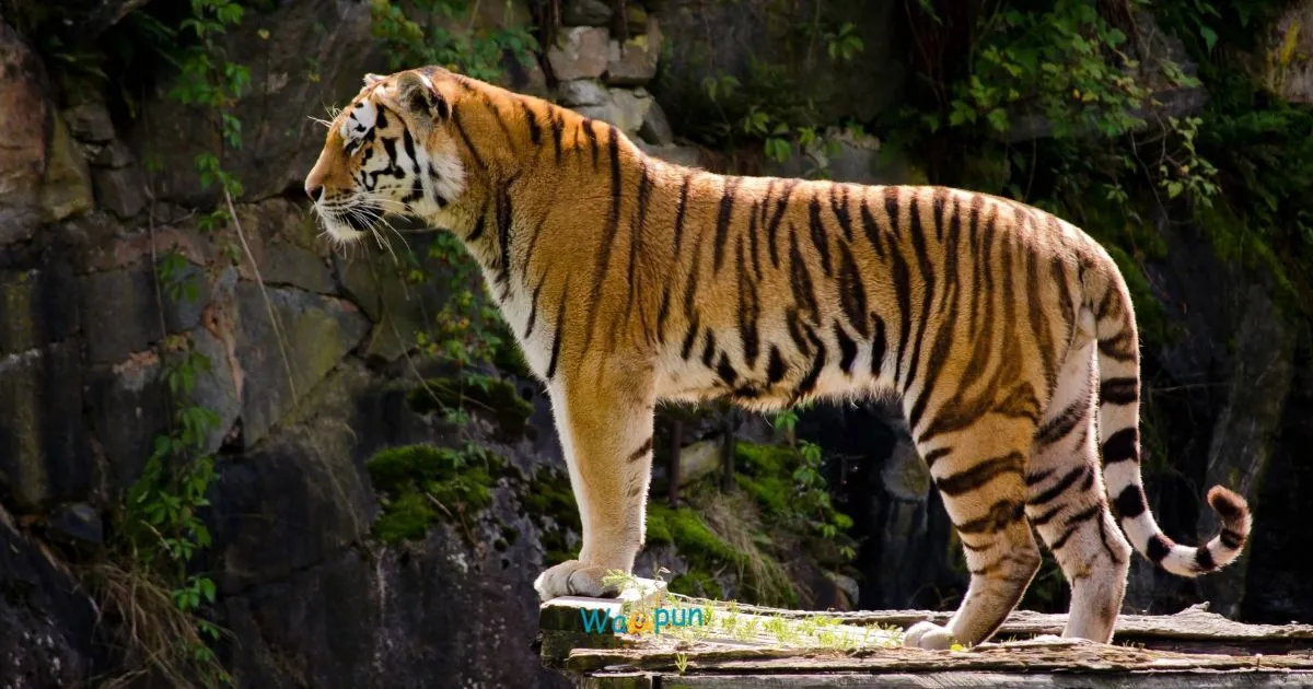 200+ Tiger Puns & Jokes You Can’t Read Without Smiling 2026