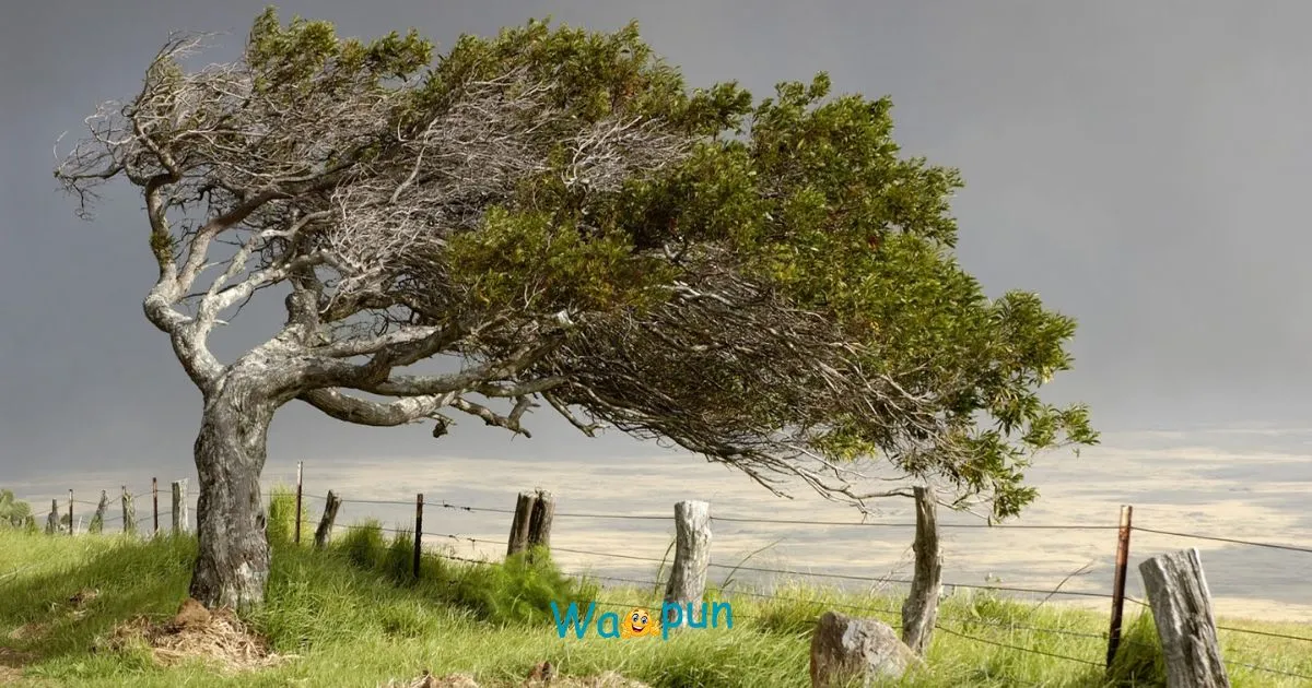 200+ Wind Puns & Jokes That Sweep You Off Your Feet 2026