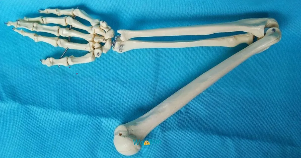 250+ Femur Puns & Jokes That’ll Crack You Up! 2026