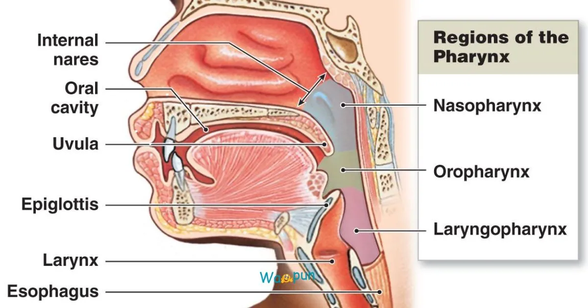 220+ Nasopharynx Puns & Jokes for Smart Laughs 2026