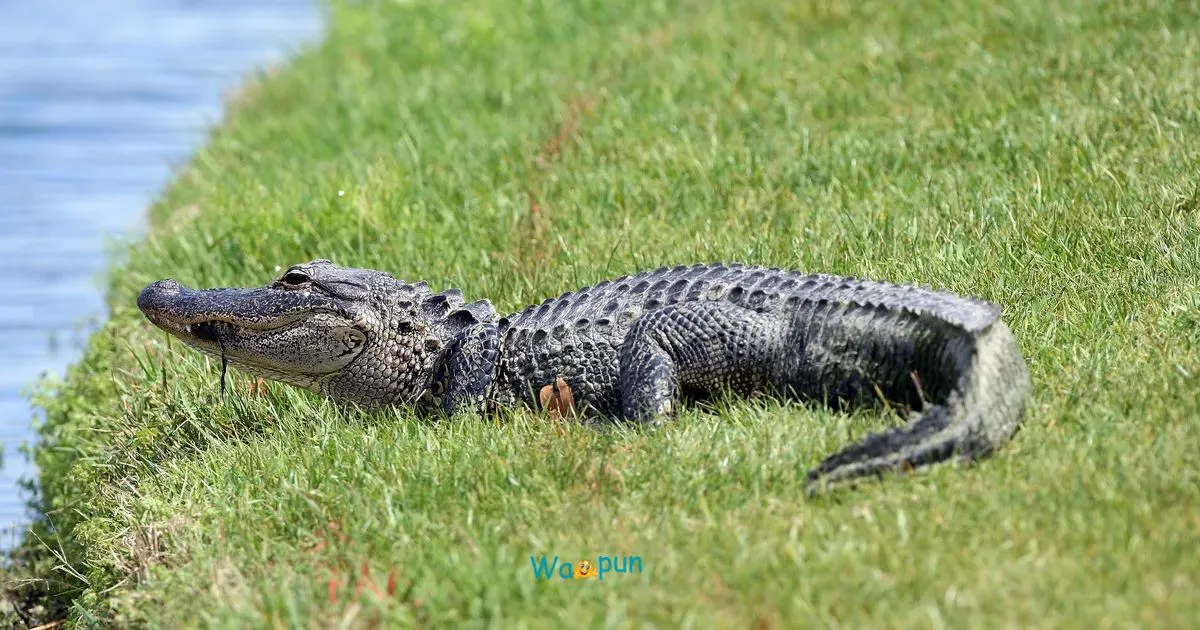 220+ Alligator Puns & Jokes to Chomp Away Boredom 2026