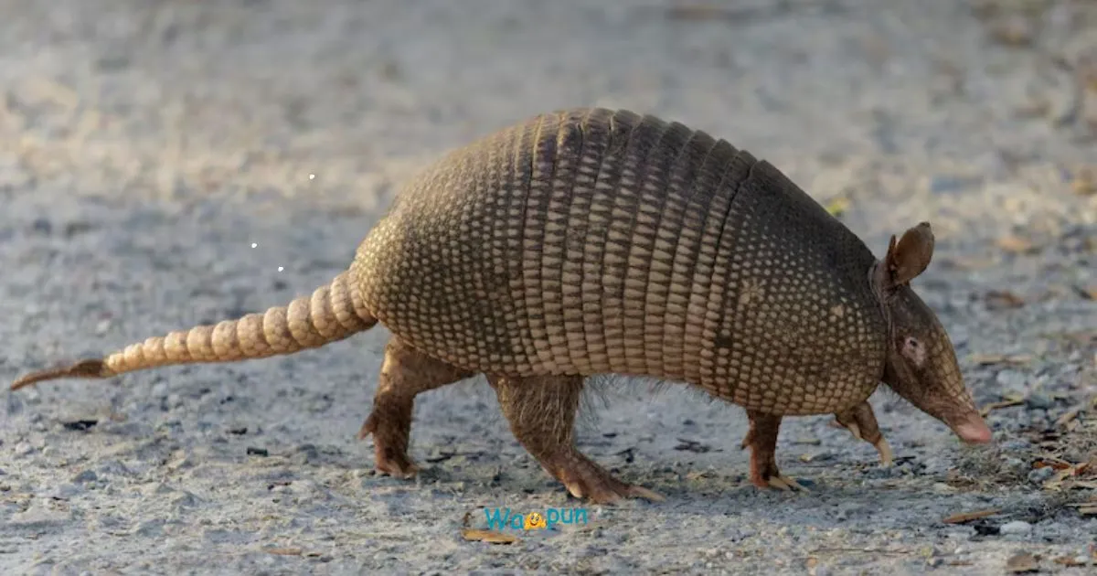 230+ Armadillo Puns & Jokes That Crack Shells 2026