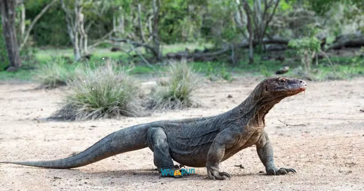 210+ Komodo Dragon Puns & Jokes for Lizard Lovers 2026