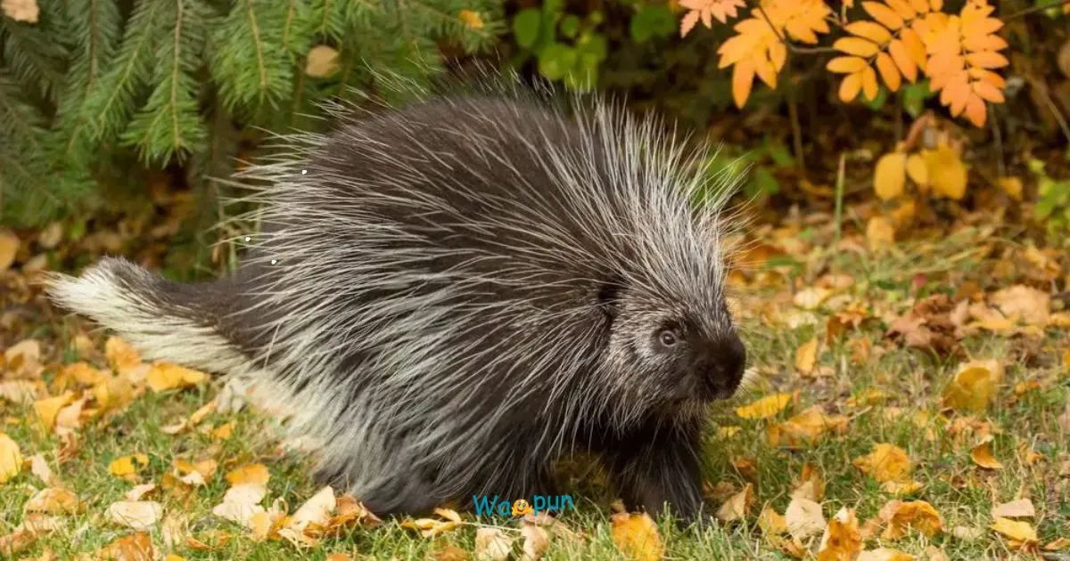 210+ Porcupine Puns & Jokes So Sharp They Sting 2026