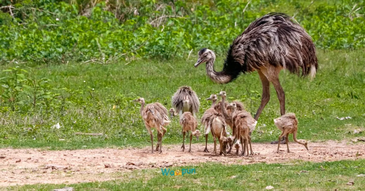 210+ Rhea Puns & Jokes to Brighten Your Day Fast 2026