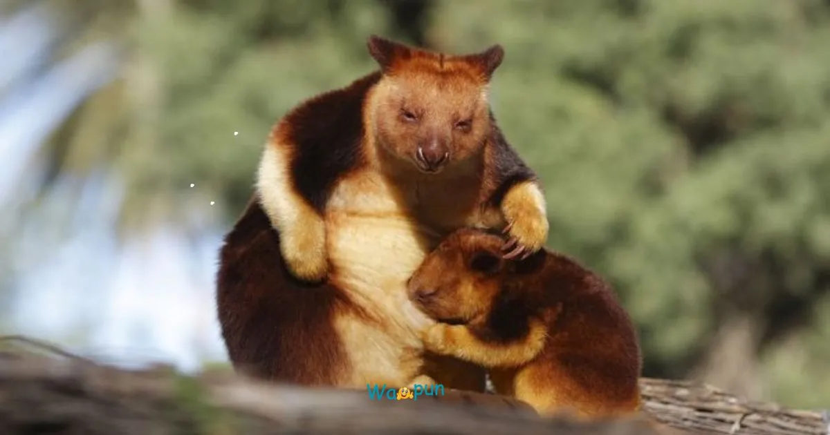 220+ Tree Kangaroo Puns & Jokes You Can’t Resist 2026