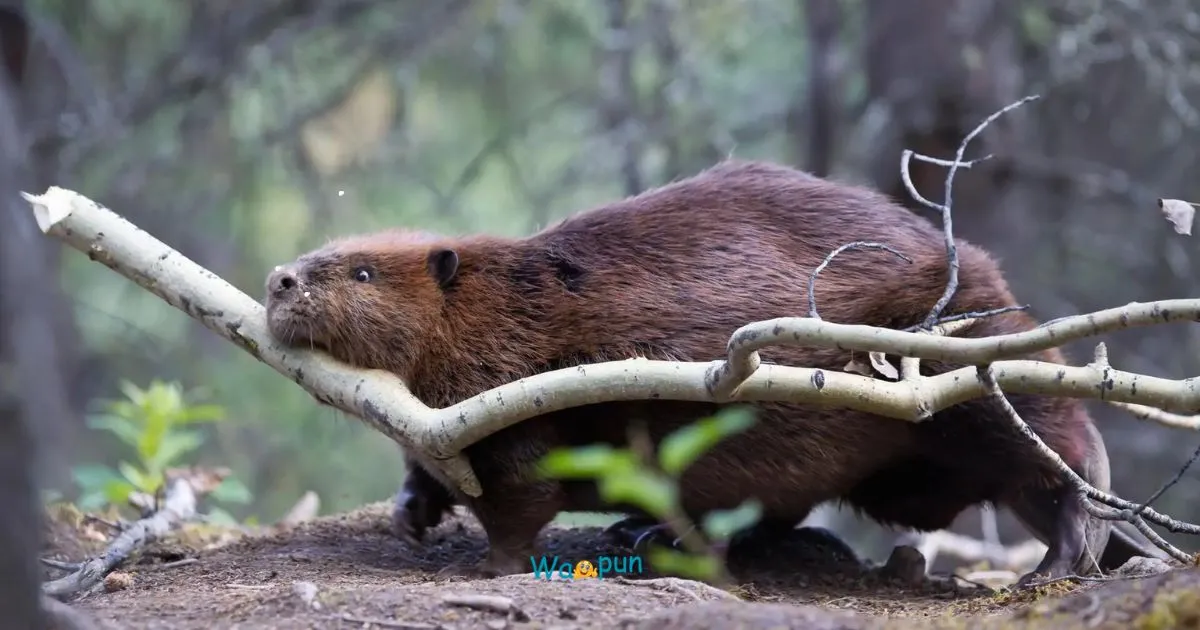 220+ Beaver Puns & Jokes for Kids and Adults 2026