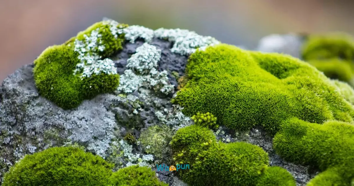 220+ Moss Puns & Jokes to Make Your Day Greener 2026