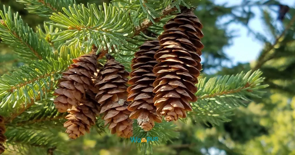220+ Pinecone Puns & Jokes to Share With Friends 2026