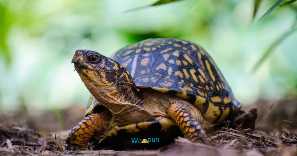 220+ Turtle Puns & Jokes That Shell Shock You 2026