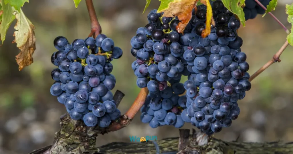 Vine Puns That Really Stick