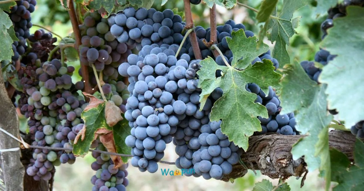 220+ Vine Puns & Jokes So Bad They’re Actually Genius 2026