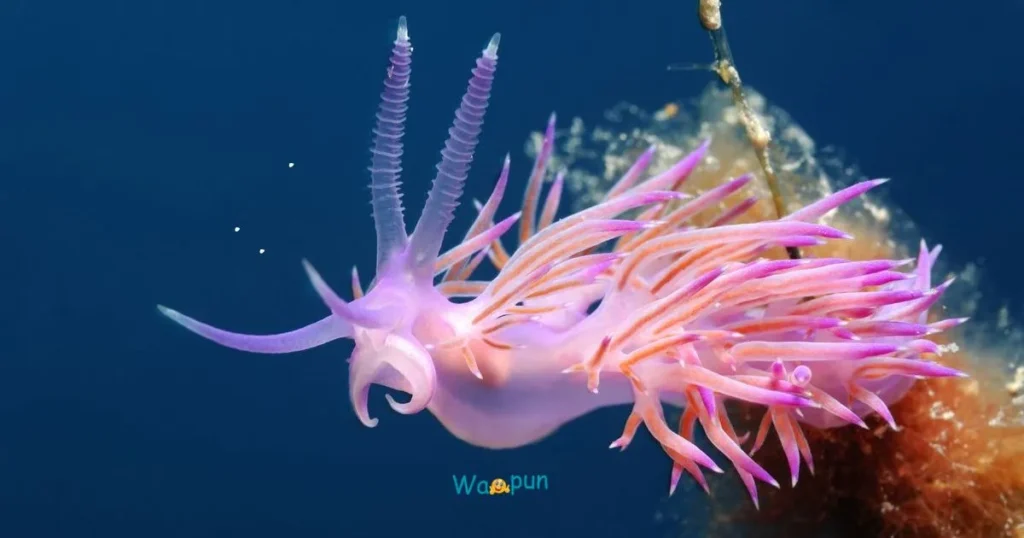 Birthday Nudibranch Puns 🎂