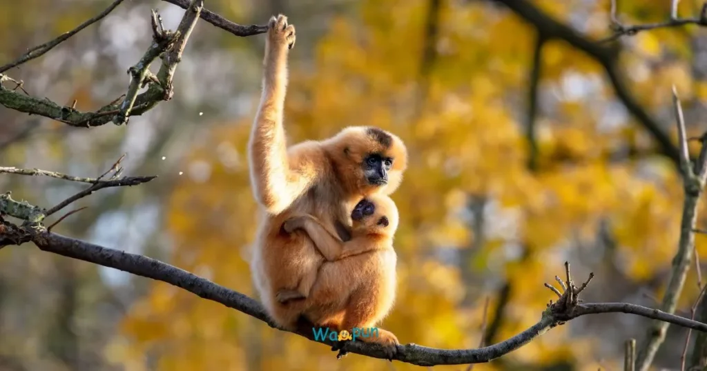 Christmas Monkey Puns
