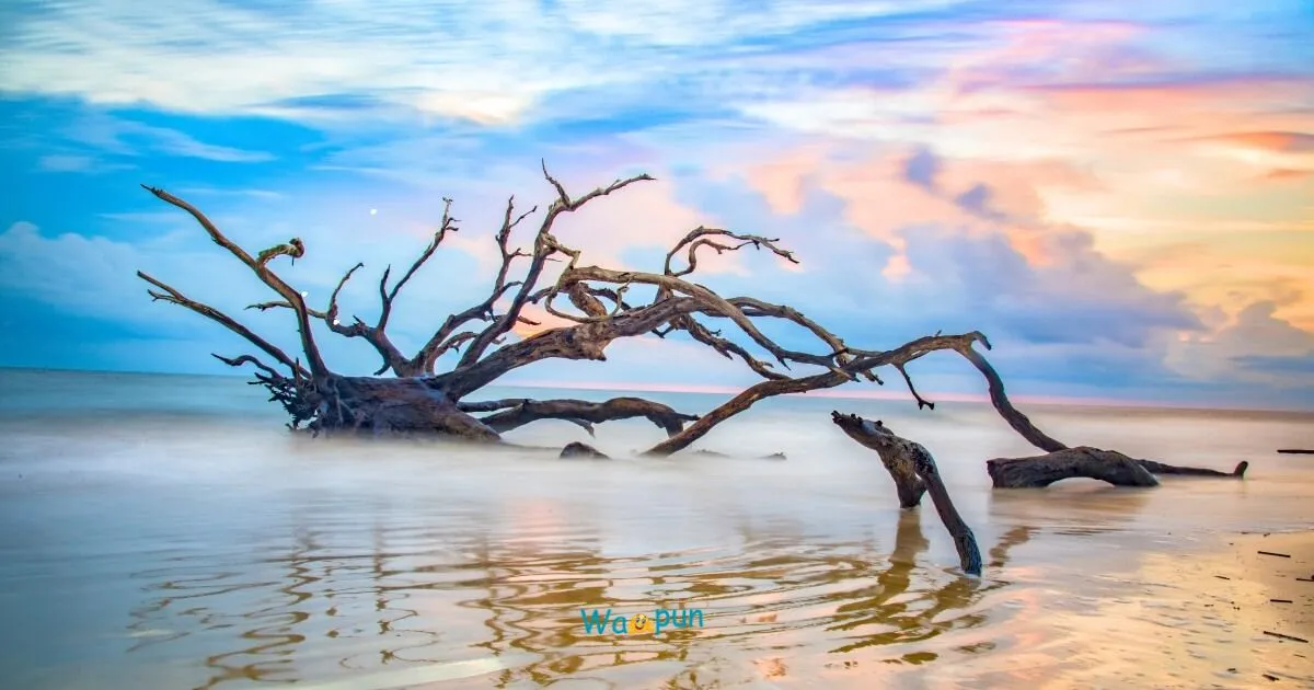 220+ Driftwood Puns & Jokes That Will Float Your Mood 2026