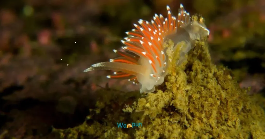 Marine Life Nudibranch Puns