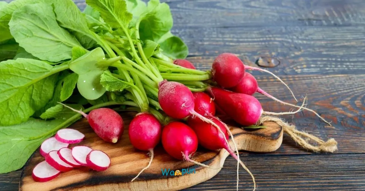 220+ Radish Puns & Jokes That Will Make You Smile 2026