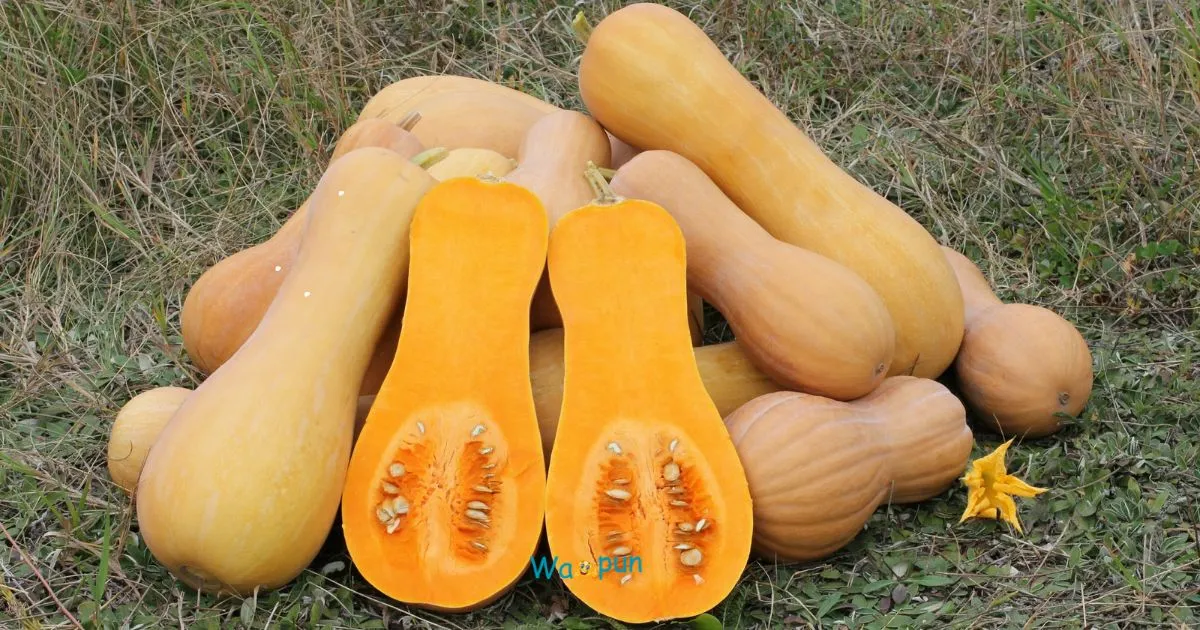 Squash Puns