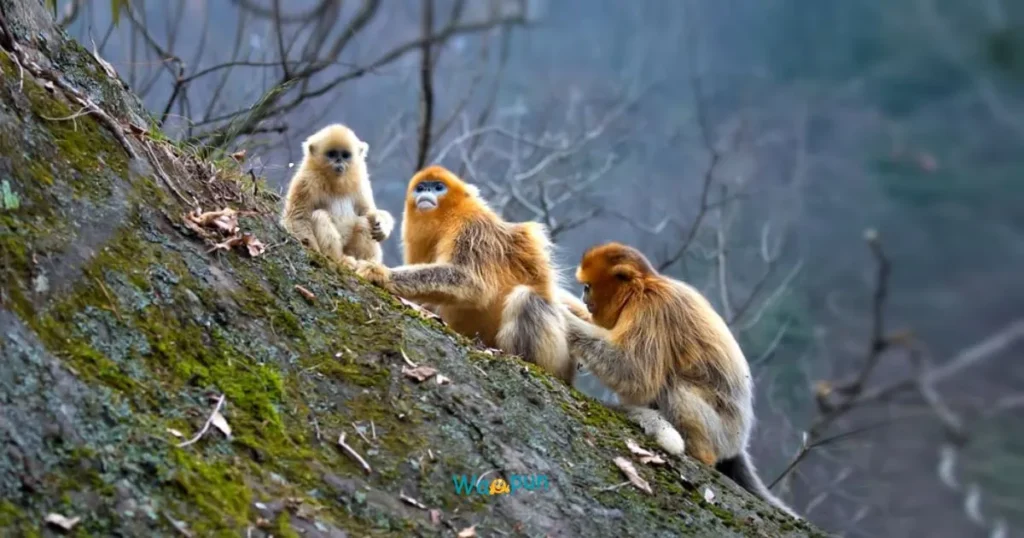 Top Monkey Puns