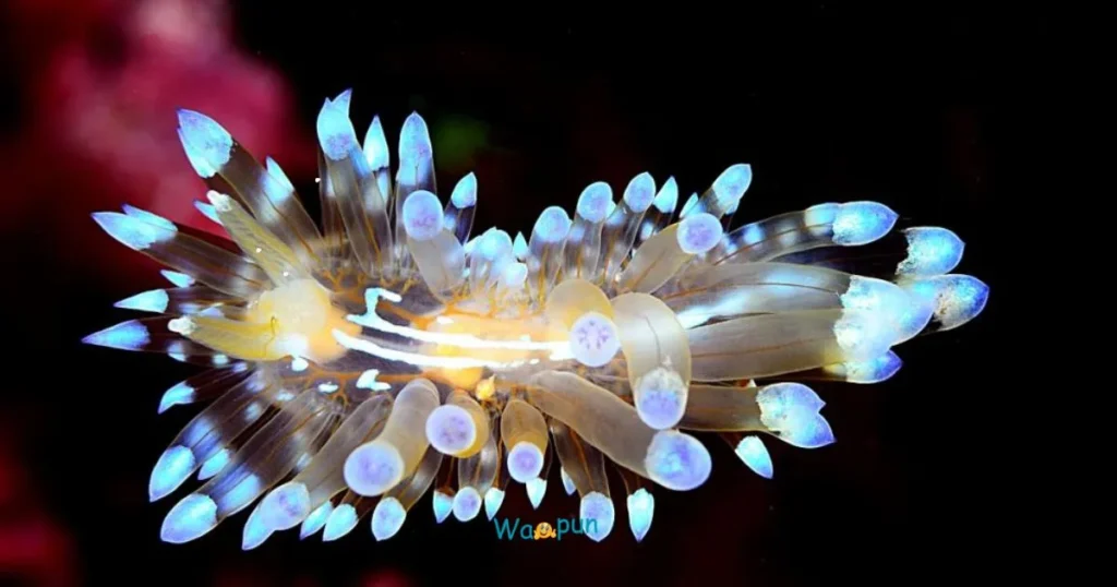 Top Nudibranch Puns