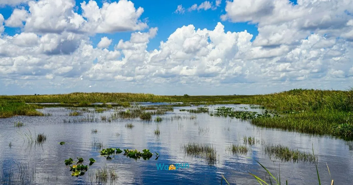 220+ Wetland Puns & Jokes Full of Nature Humor 2026