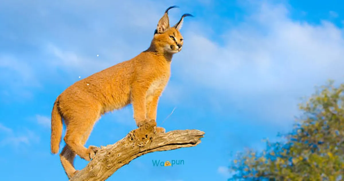 300+ Caracal Puns & Jokes for the Wildly Curious 2026