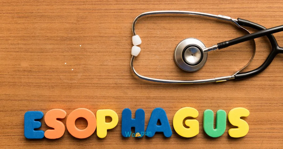 300+ Esophagus Puns & Jokes for Meme Lovers 2026
