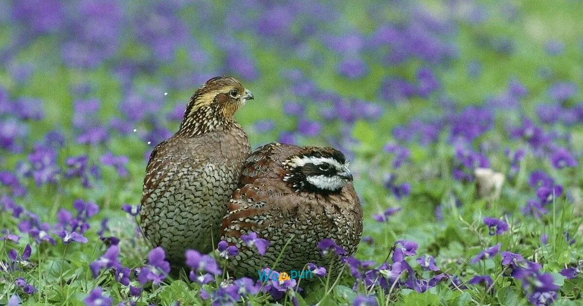 290+ Quail Puns & Jokes for Social Media Captions 2026