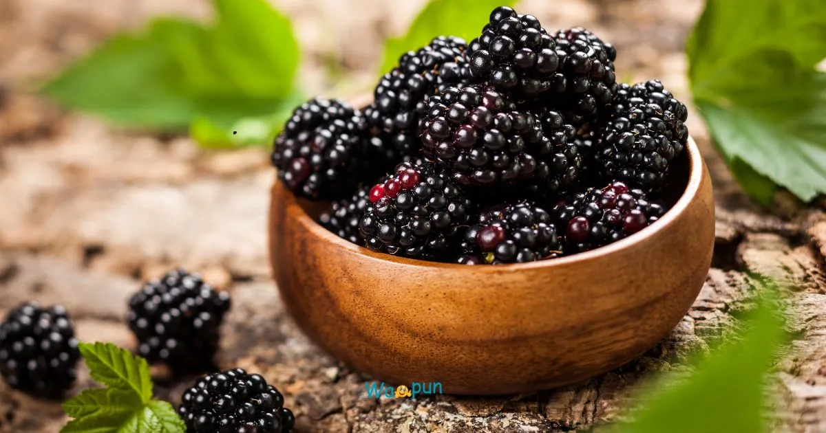 250+ Blackberry Puns & Jokes to Brighten Your Day 2026