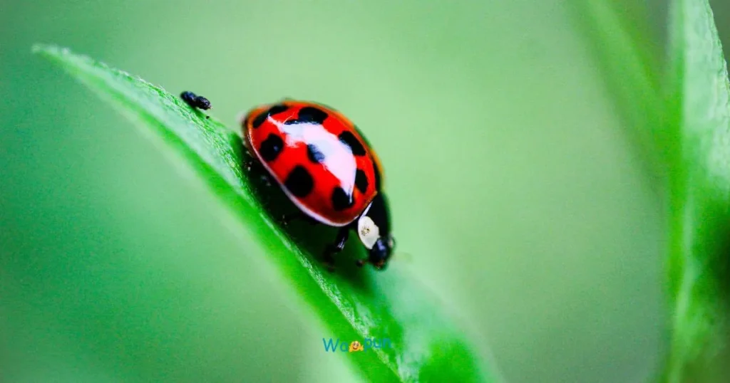 Funny Bug Puns