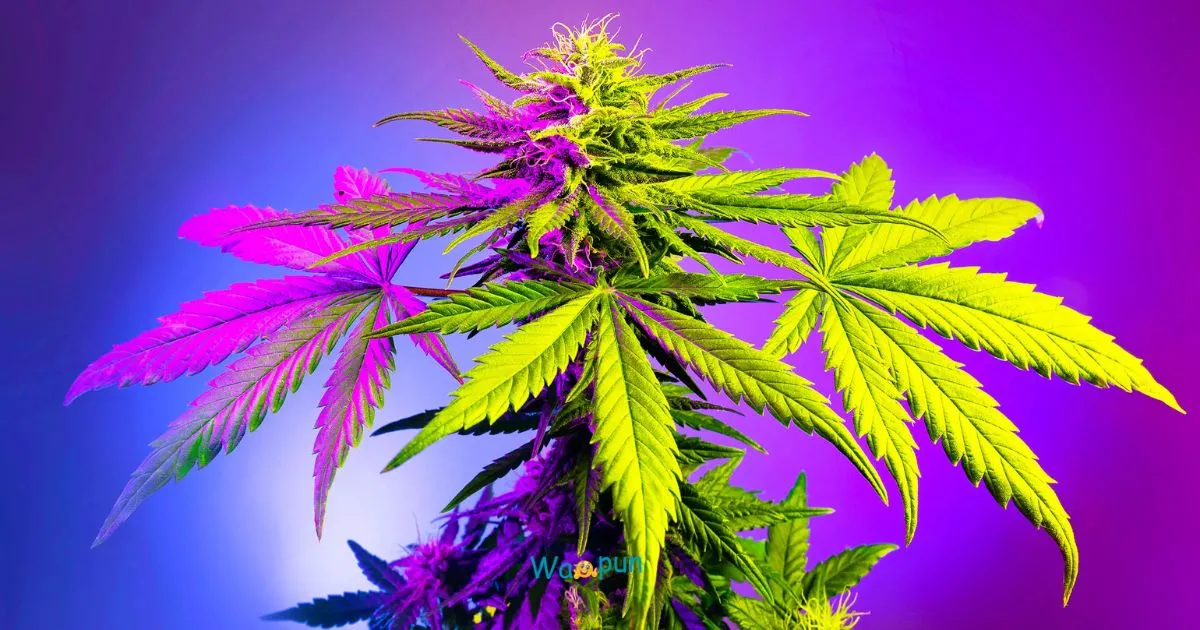 Weed Puns