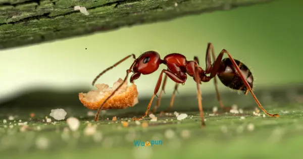 250+ Ant Puns & Jokes Everyone Will Want to Share 2026
