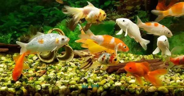 250+ Koi Puns & Jokes Clever Wordplay You’ll Enjoy 2026