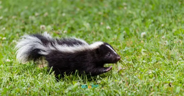 250+ Skunk Puns & Jokes Everyone Will Be Talking About 2026