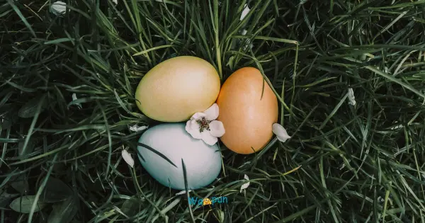 Egg Puns