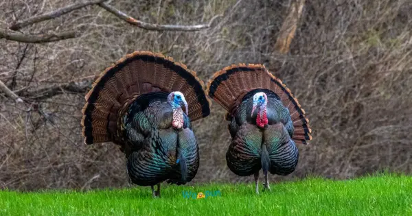 250+ Turkey Puns & Jokes Everyone Will Love 2026